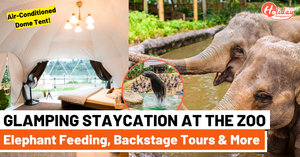 Glamping Staycation At Singapore Zoo Is Back With Elephant Feeding, Backstage Tours, Breakfast & More