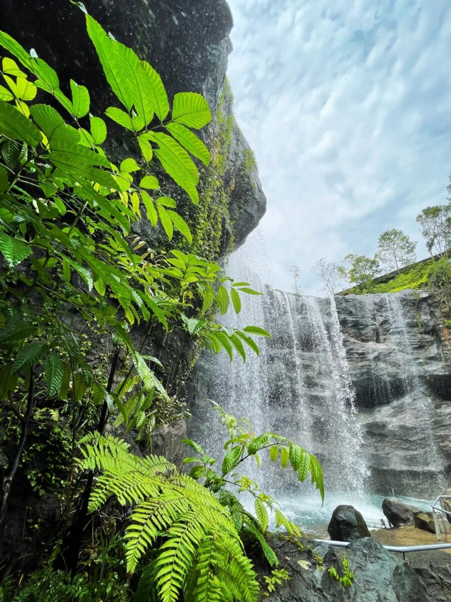  Lose yourself in the tranquil beauty of Singapore's Bird Paradise!