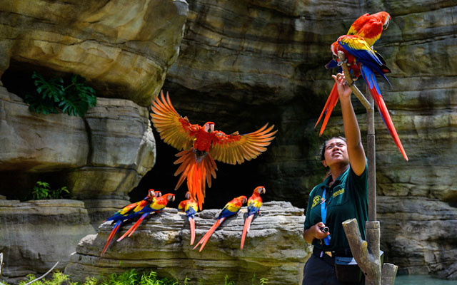  Fly high with excitement: experience the majesty of singapore's bird bonanza
