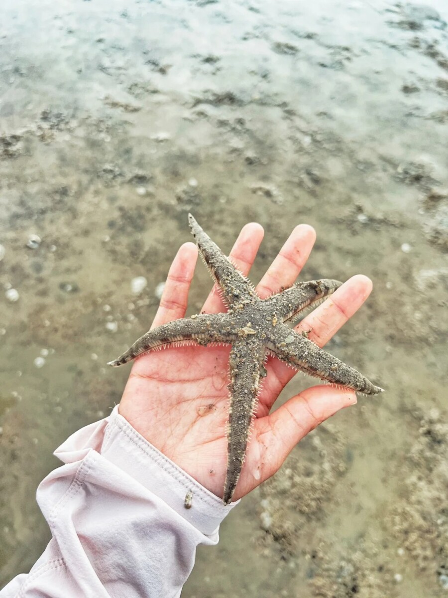 Dive into Singapore Island Getaways: Explore Pulau Hantu's rich sealife.