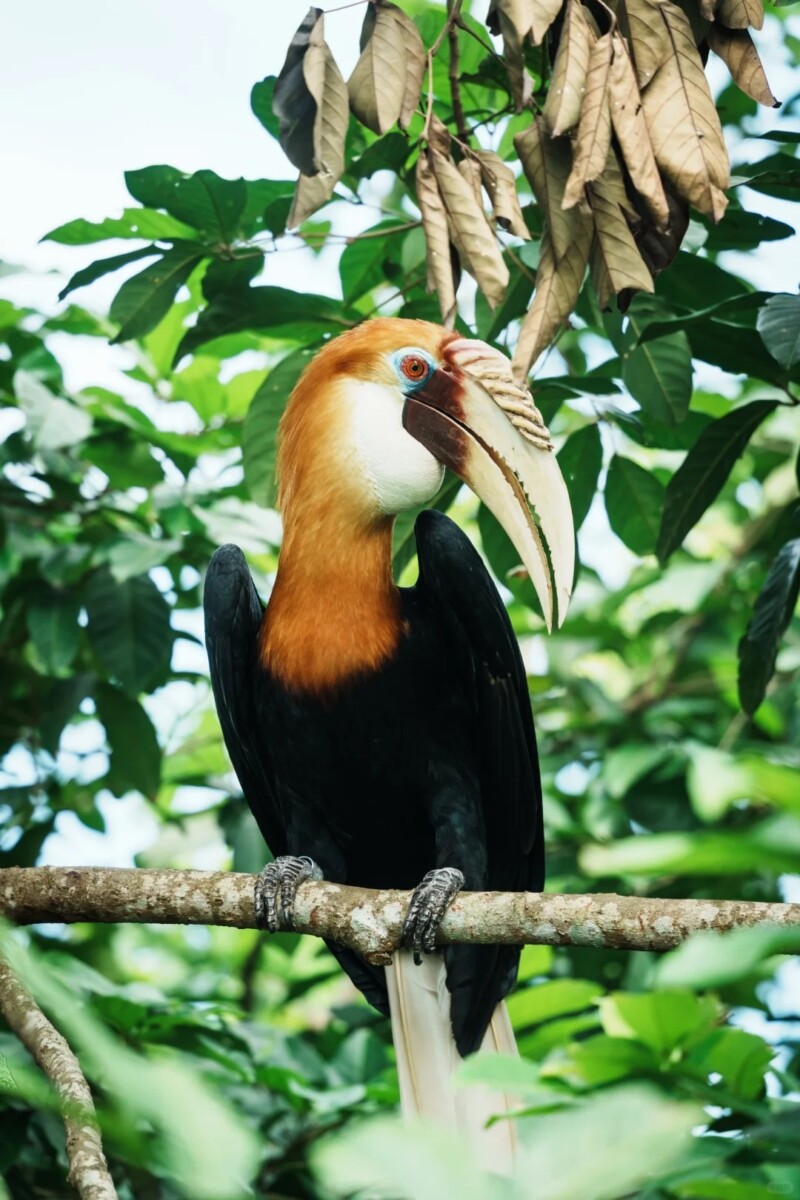 Bird Paradise: a symphony of colors, wings, and wonders await!