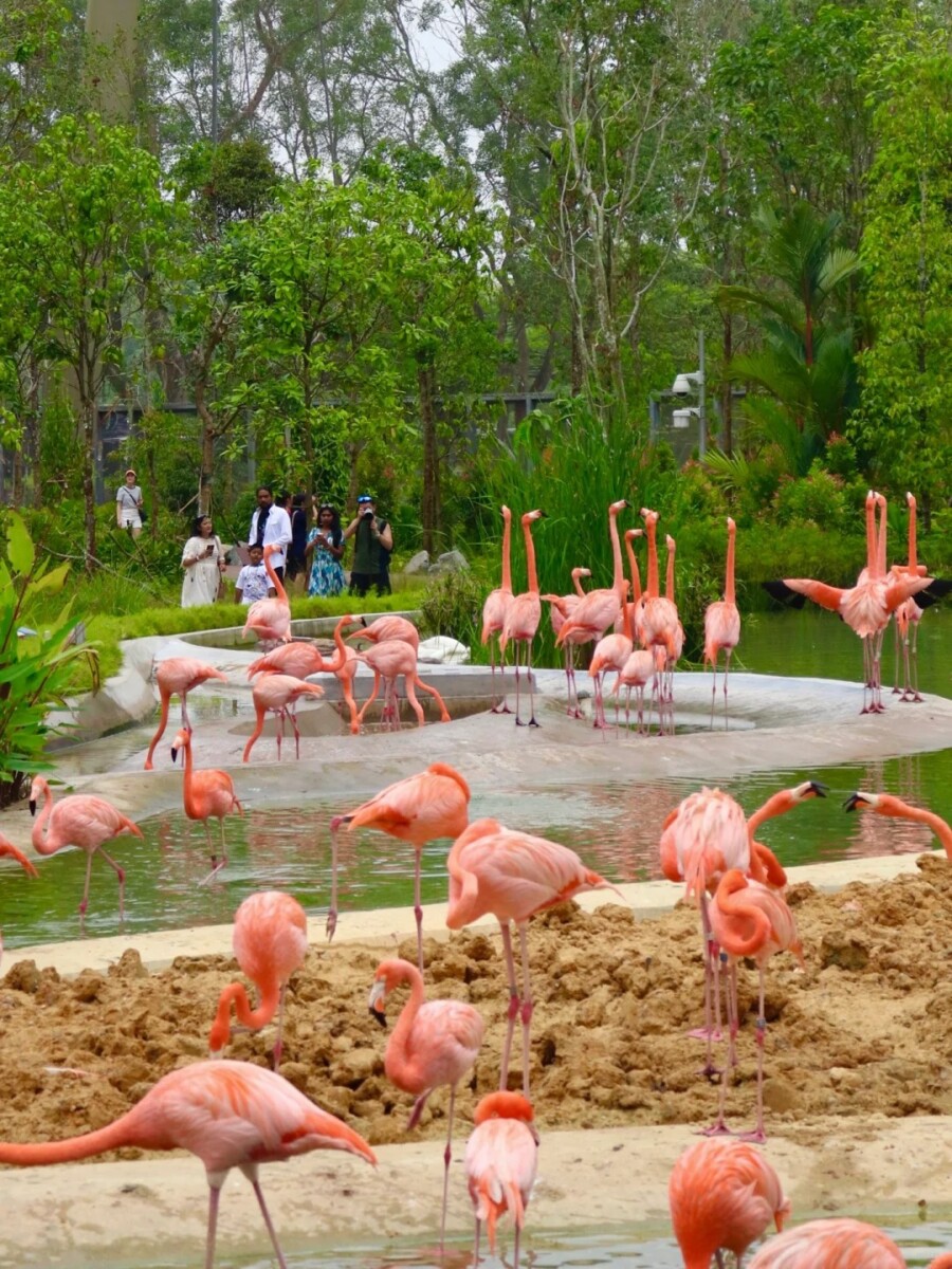 Flamingo Fiesta - Mingle with these fabulous feathered friends at Singapore's Bird Paradise!