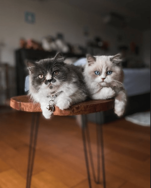 Unique co-working space where work meets whiskers.