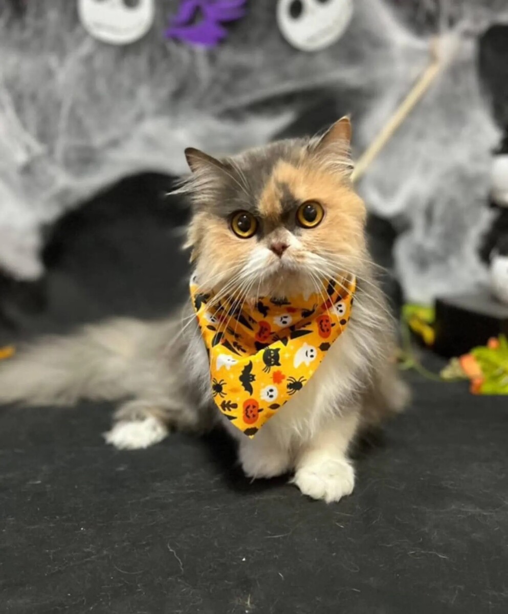 Fuzzies Bugis offers a purrfect escape! Work with cats, enjoy board games & Netflix breaks!