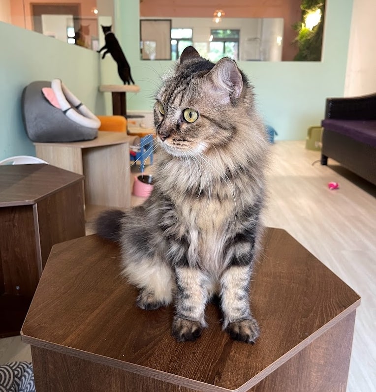 Cat cuddles and forever homes await at Pat-A-Cat Cafe in Singapore!
