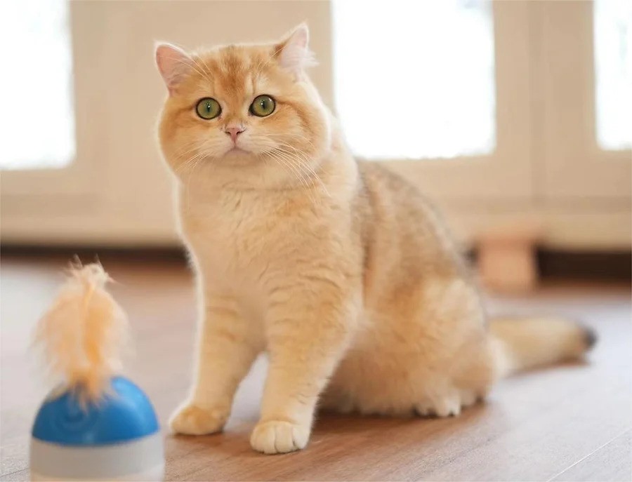 Ditch the stress, dive into a cuddle puddle with adorable British Shorthairs at Gem Cat Cafe!