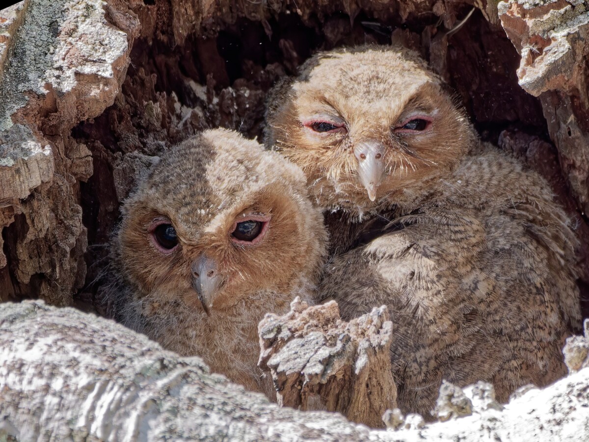 Birding alert! These adorable Sunda Scops owls have taken up residence in Telok Blangah.