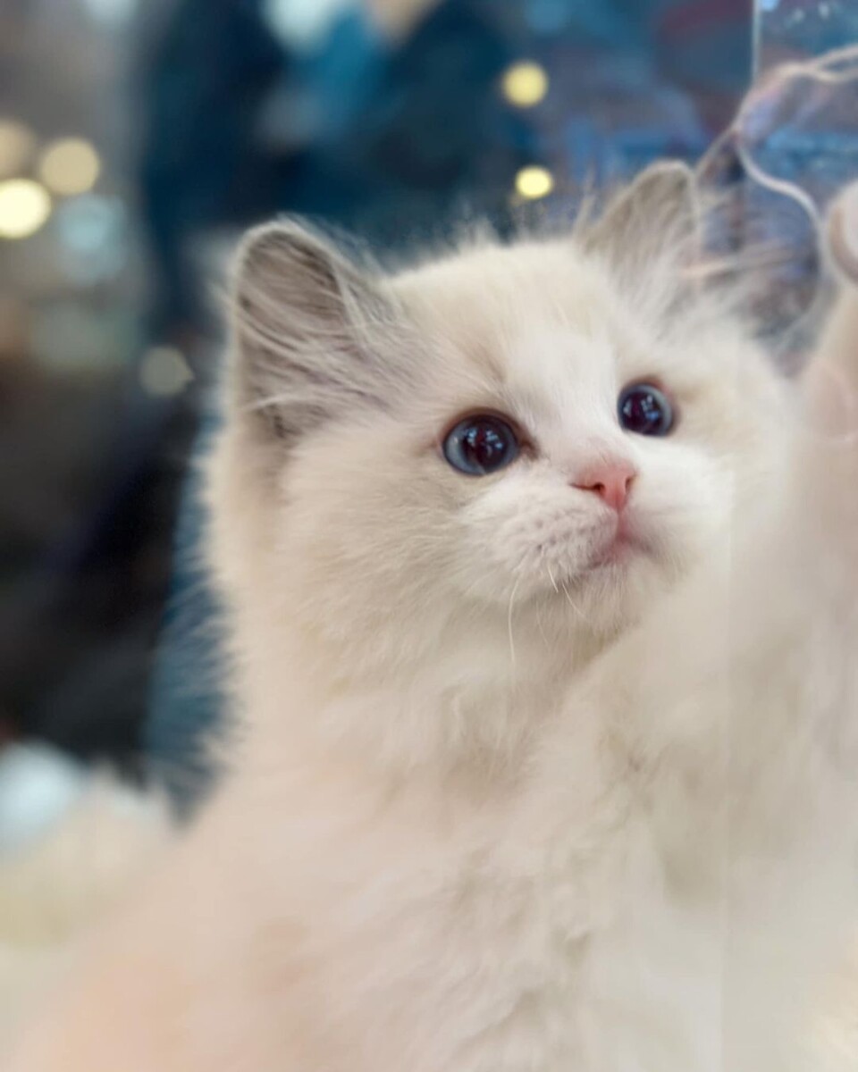 Luxury cuddles with these fluffy ragdolls at Trulydolls!