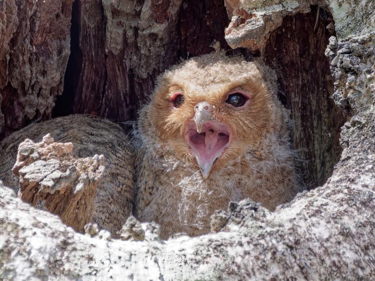 Rare sight in urban areas! These shy owls typically prefer forests, making this Telok Blangah sighting special.