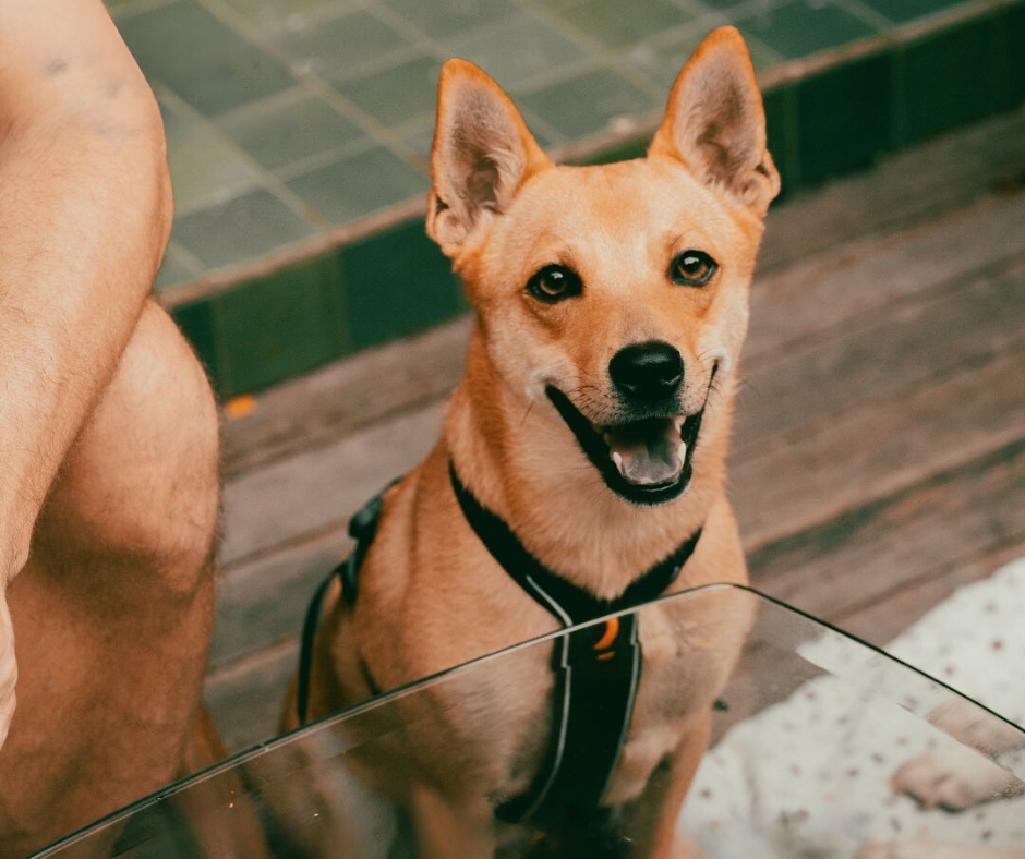 Bring your furry friend for a fun day out at Gourmet Park Kampong Bugis.