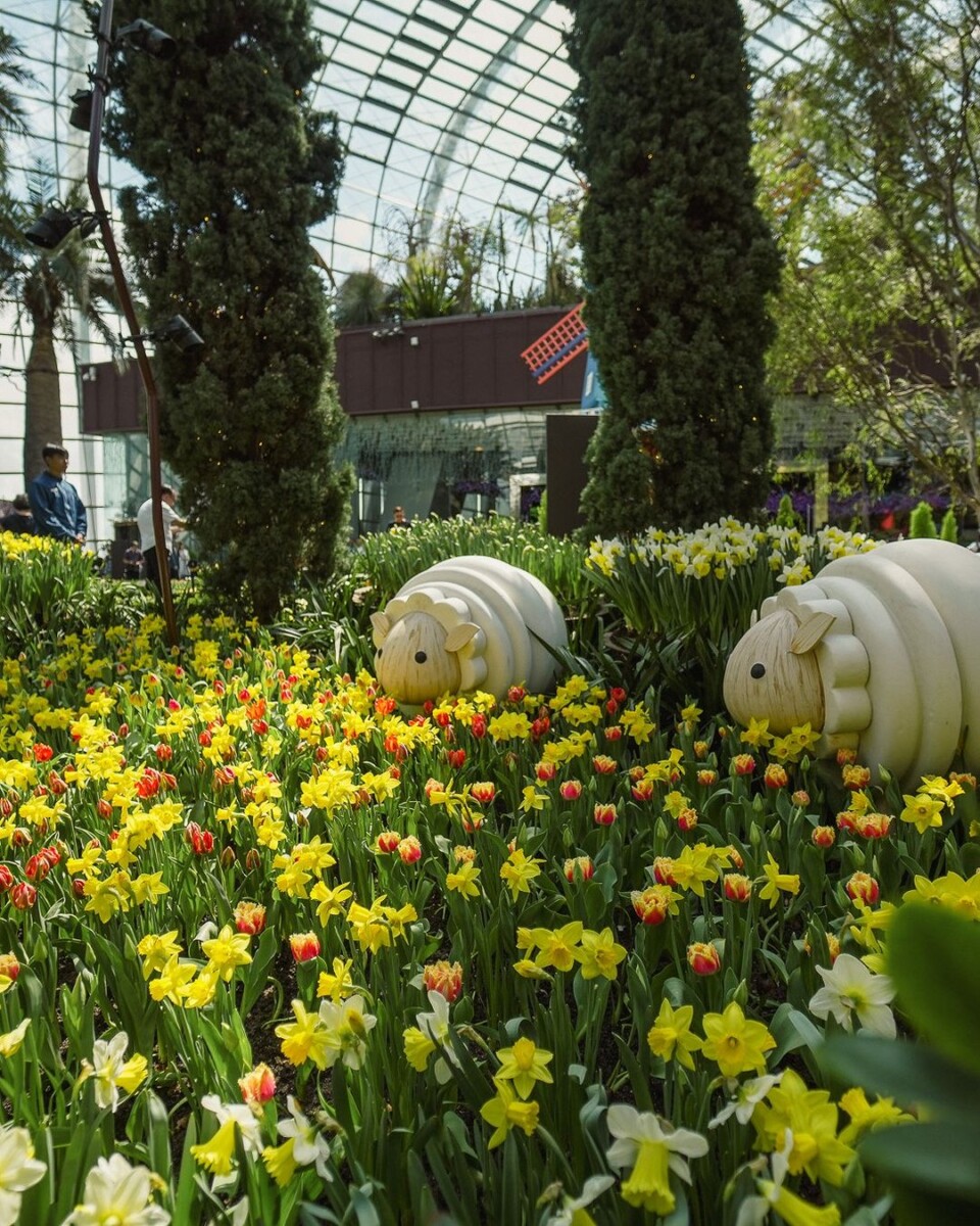 Tulipmania: Where flowers bloom, so does hope and joy