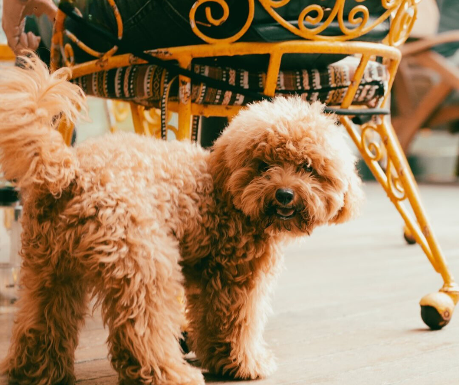 Unleash your inner foodie & your furry friend at SG's new pet-friendly food park!