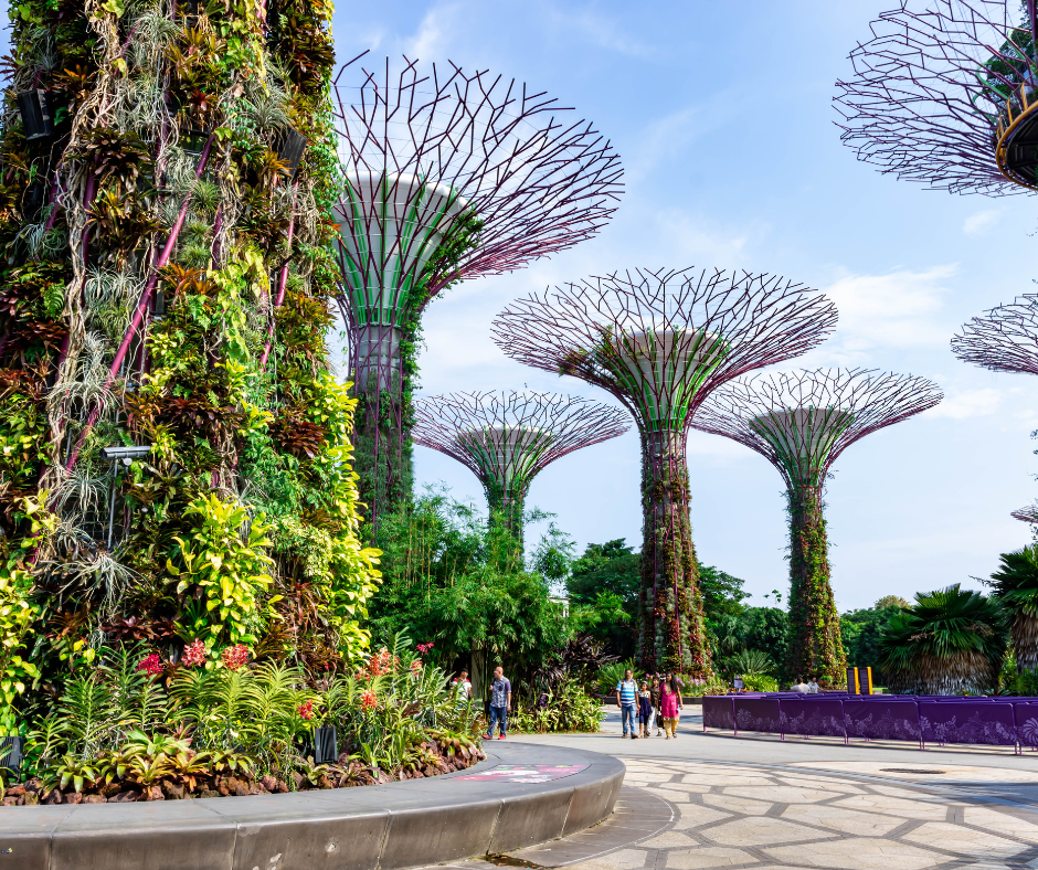 Supertrees reaching for the sky! Gardens by the Bay is a must-see in Singapore.